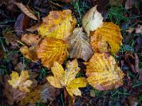 Nasse Blattansammlung